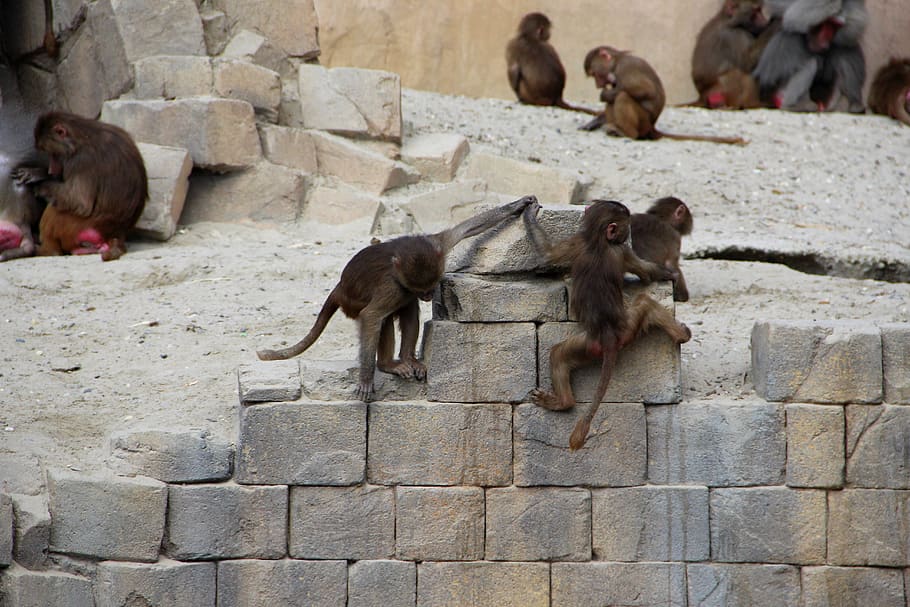 monkey, zoo, ape, animals, nature, primate, wildlife, animal themes HD wallpaper