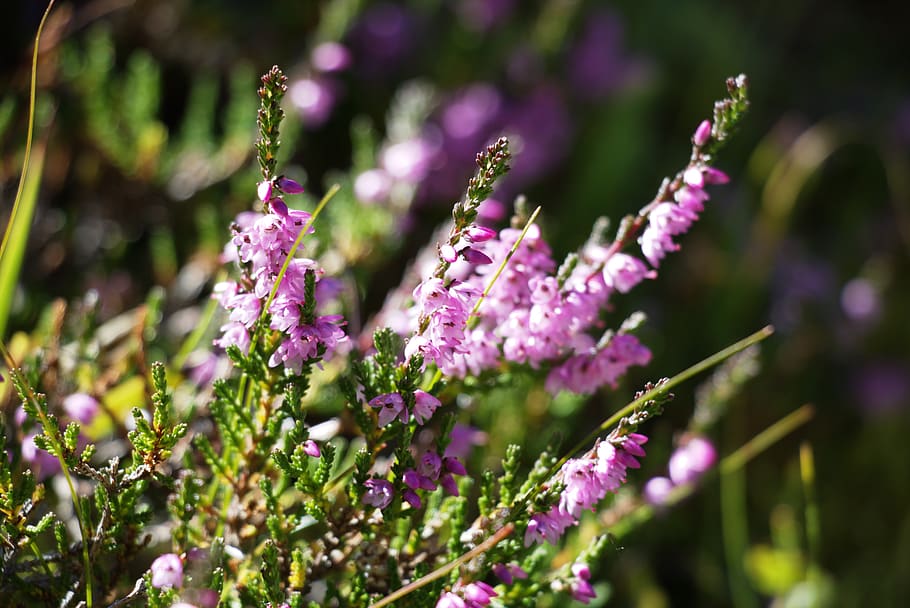 flower, alpine, nature, summer, alpine plant, close up, flowering plant HD wallpaper