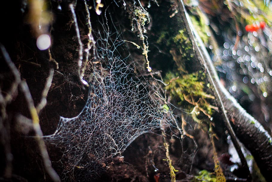 spider web, animal, arachnid, invertebrate, garden spider, insect HD wallpaper
