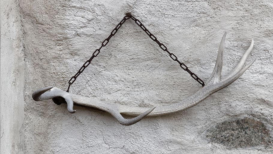 white, wall, antler, no people, still life, wood - material HD wallpaper
