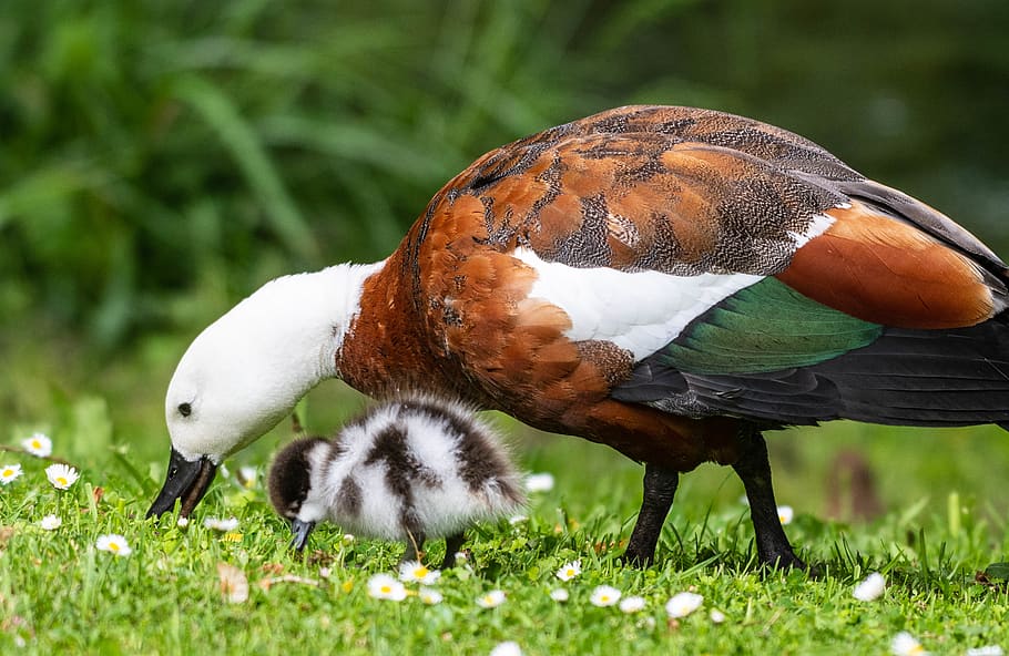 selective focus photo of brown and white duck on green grass