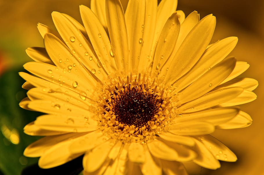 flower, nature, romance, bloom, light, beauty, color, close HD wallpaper