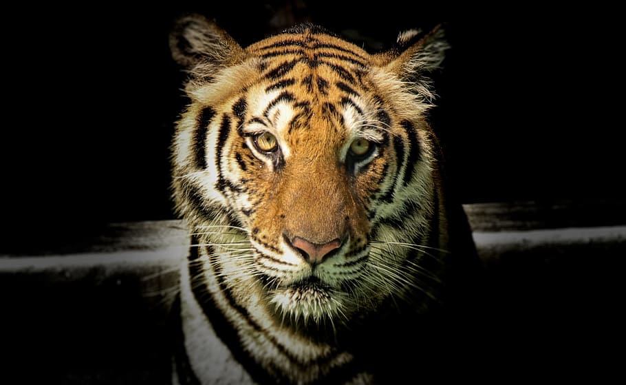 Wildlife Photography of Tiger, angry, animal, animal photography, HD wallpaper