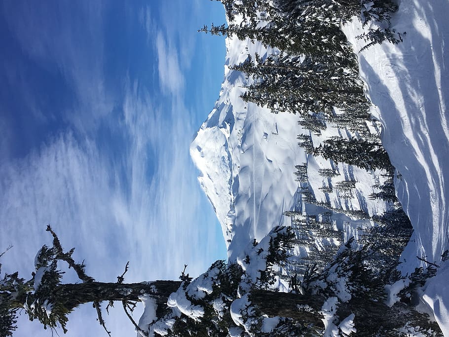 pine trees covered with snow, winter, cold temperature, beauty in nature HD wallpaper