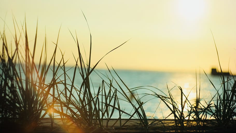 sun, grass, summer, beach, sunset, ocean, sea, water, sand HD wallpaper