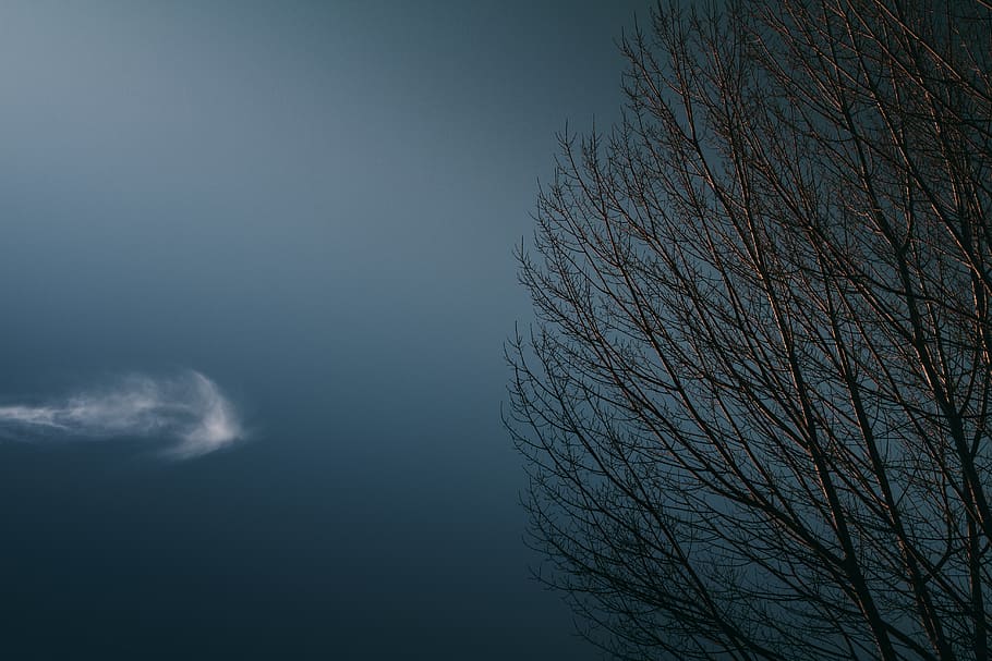 leafless tree, nature, outdoors, weather, outer space, night HD wallpaper