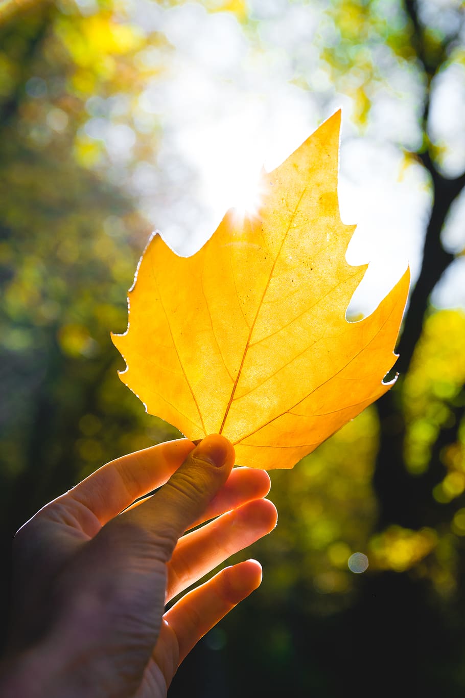 germany, light, golden, leaf, fall, season, sun, autumn, yellow HD wallpaper