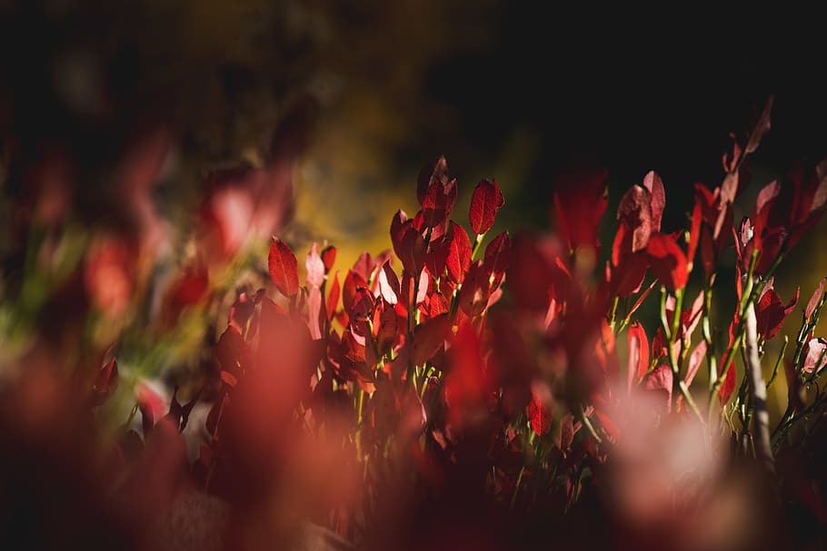 italy, aosta, selective focus, plant, flower, flowering plant HD wallpaper
