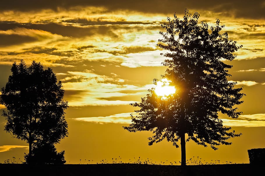 sunset, trees, landscape, nature, sky, clouds, forest, evening HD wallpaper