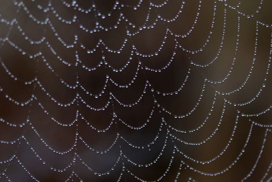 spider web, drops, water, dew, nature, dewdrop, in the morning HD wallpaper