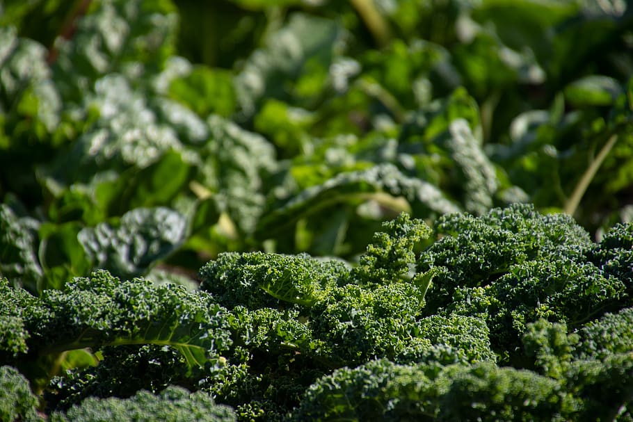 Green Leafed Plant, blurred background, broccoli, close-up, daylight HD wallpaper