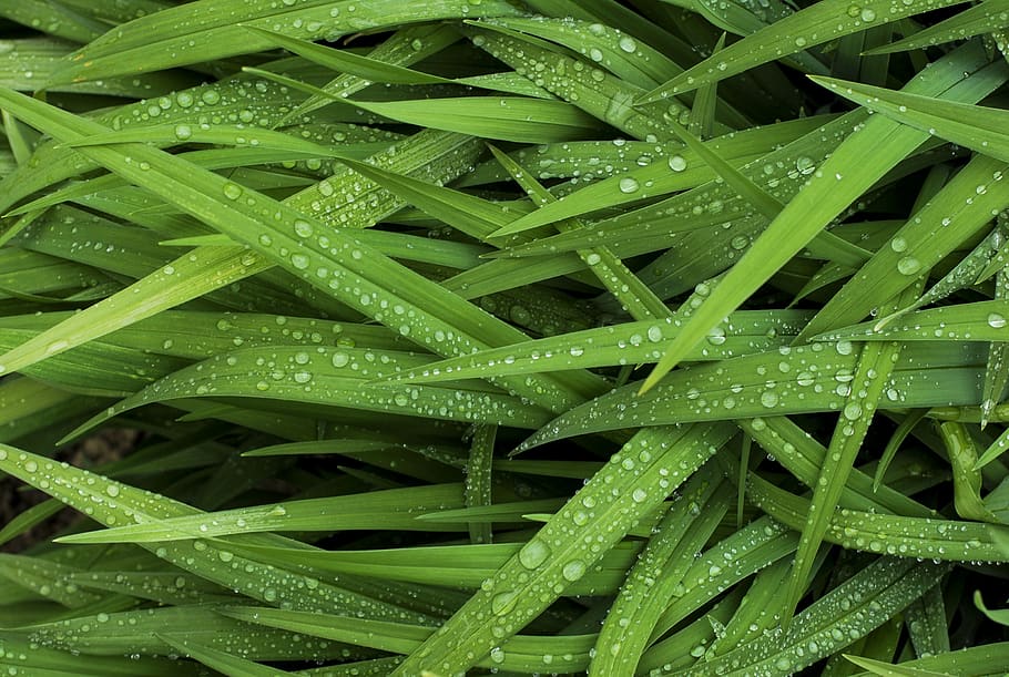 green indoor grass, green color, drop, water, full frame, wet HD wallpaper