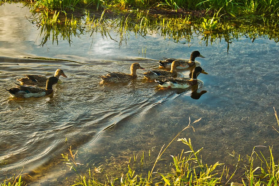 animals, ducks, nature, lake, beak, fly, feathers, plumage HD wallpaper
