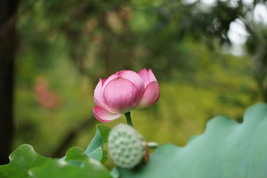 Shallow Focus Photography of Pink Flower, beautiful, bloom, blooming HD wallpaper