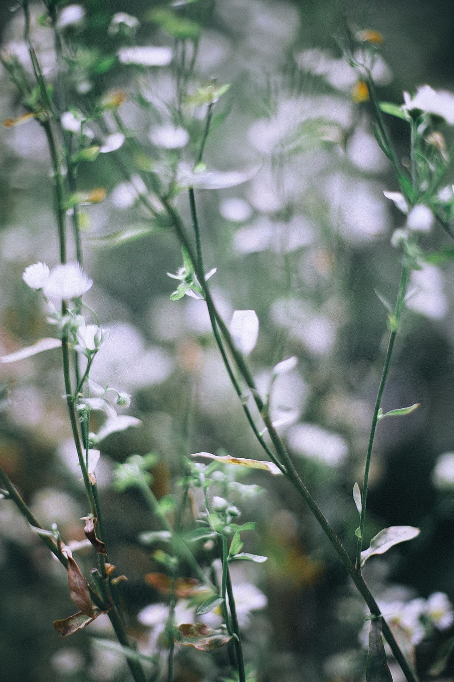 white-petaled flower, plant, blossom, outdoors, nature, vegetation HD wallpaper
