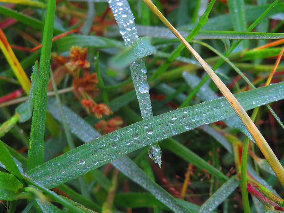 grass, drop, winter, morning, fog, green color, plant, water HD wallpaper