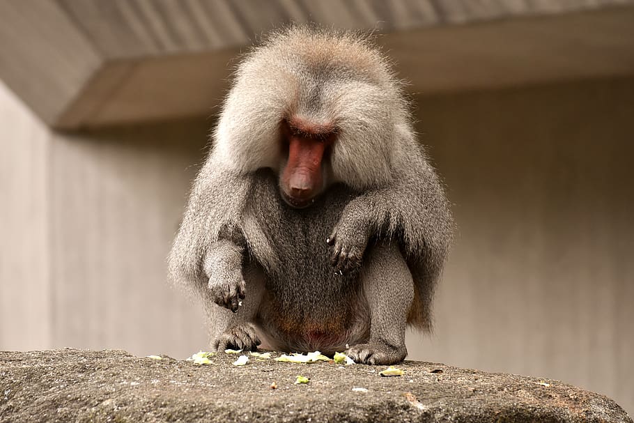 baboon, monkey, zoo, animal, nature, tiergarten, creature, animal world HD wallpaper