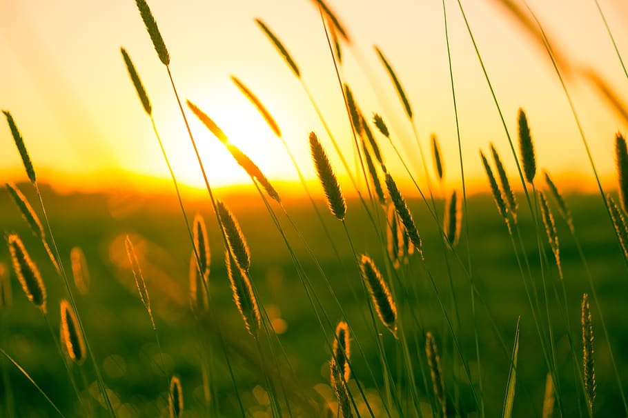 Wheat Grains during Sunset, field, meadow, summer, sunrise, warmth HD wallpaper