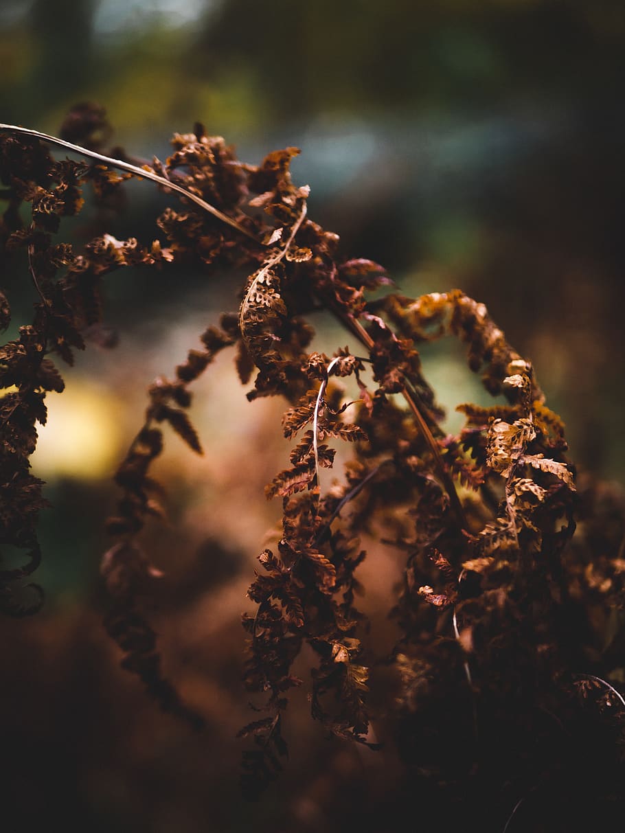 brown plant, nature, tree, outdoors, flare, light, ice, leaf HD wallpaper