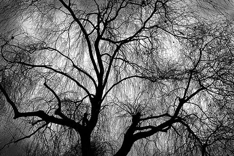 weeping willow, tree, branch, bare tree, bare branch, winter tree HD wallpaper