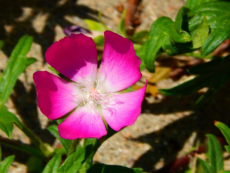 flower, wildflower, bloom, botanical, wildflowers, nature, purple poppy mallow HD wallpaper
