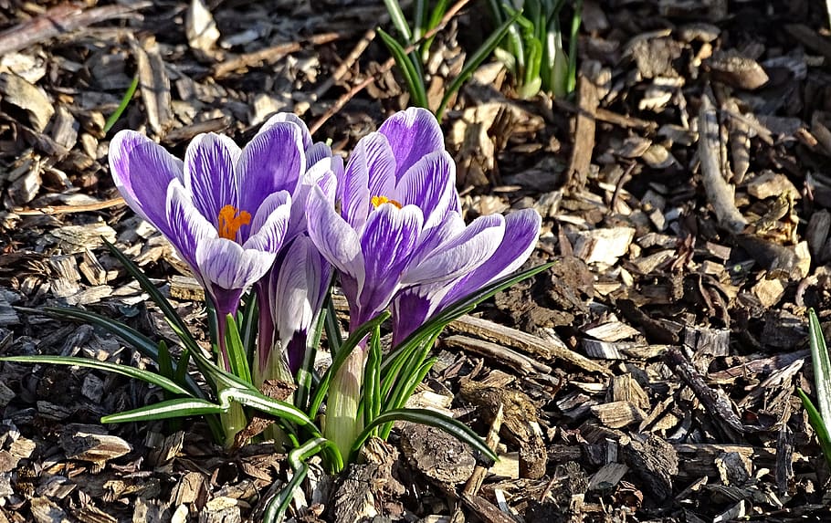 crocus, spring, lenz, early bloomer, violet, yellow, garden HD wallpaper