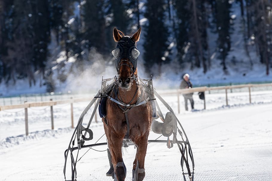 white turf, horse racing, ice, gefrohren, cold, tradition, st, HD wallpaper