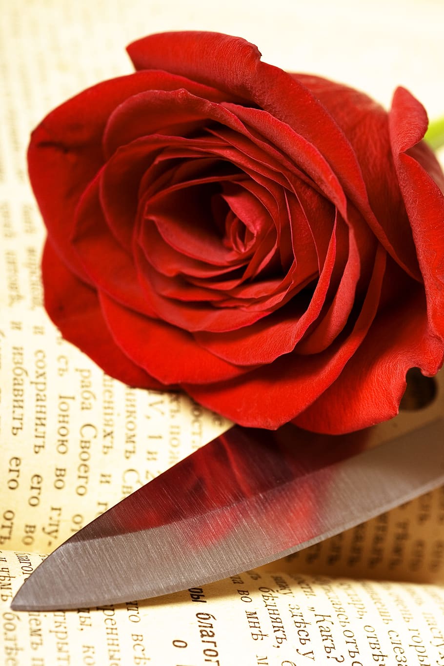 con2011, flower, fresh, gift, book, red, romance, romantic HD wallpaper