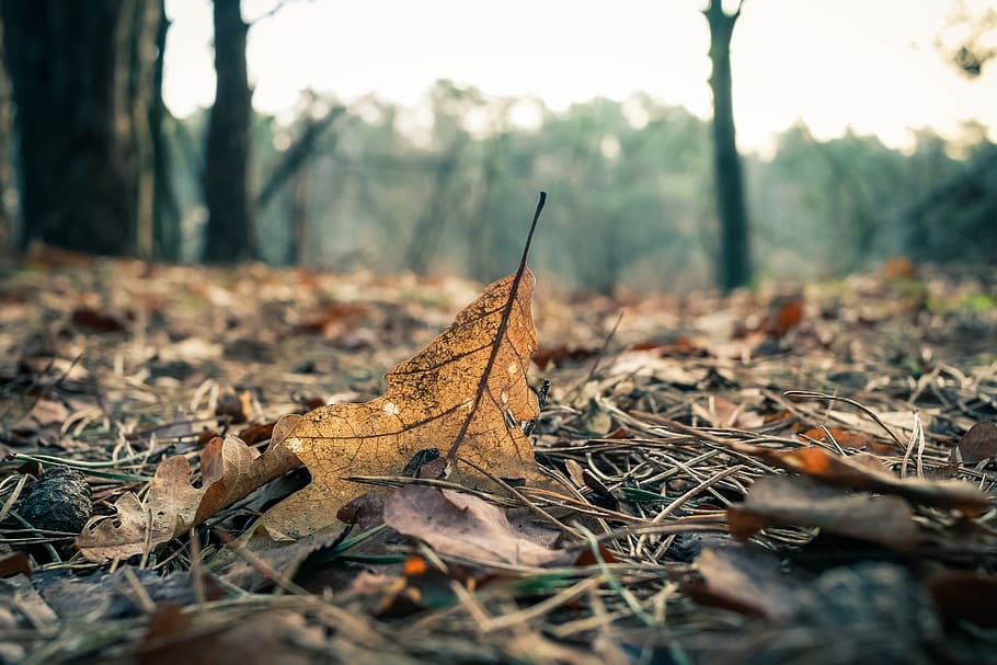 netherlands, enschede, leafy, autumn, winter, woodlands, forest HD wallpaper