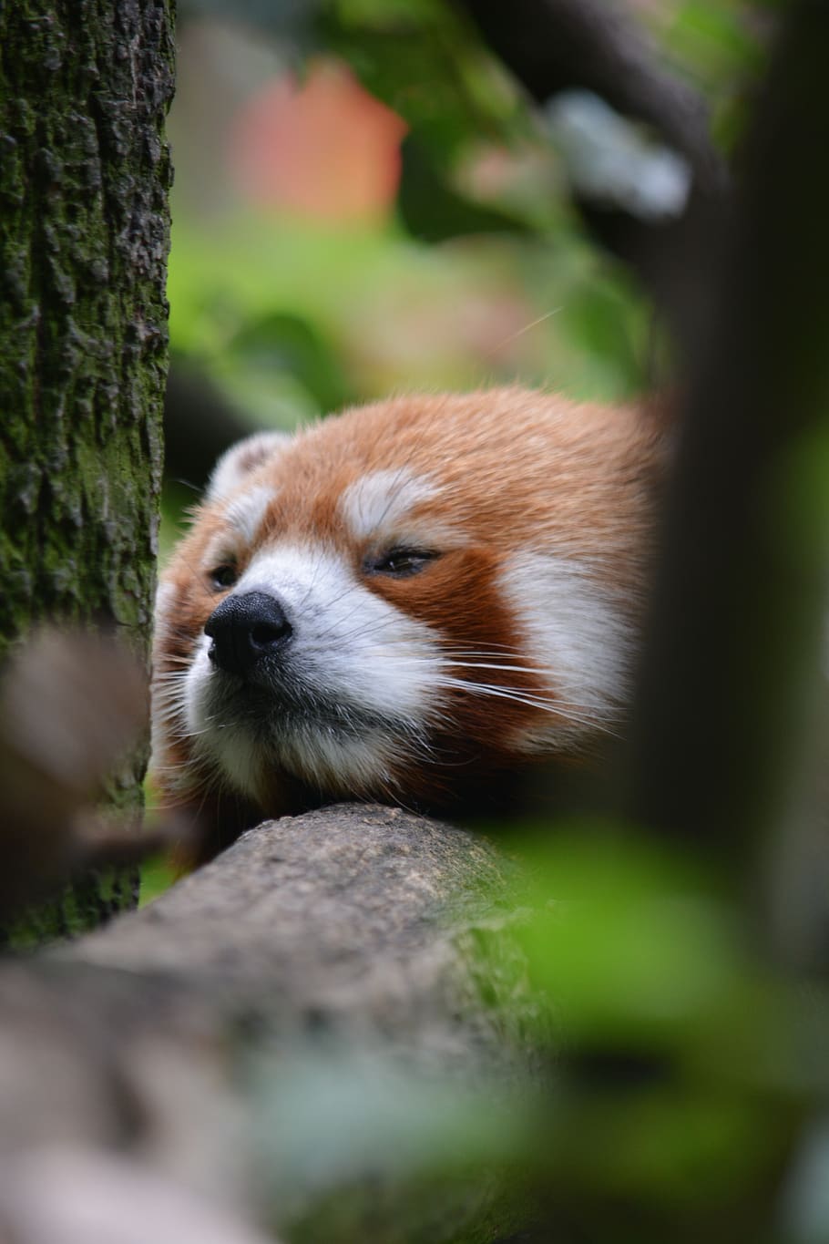 asian, bear, branch, one animal, animal themes, mammal, animal wildlife HD wallpaper