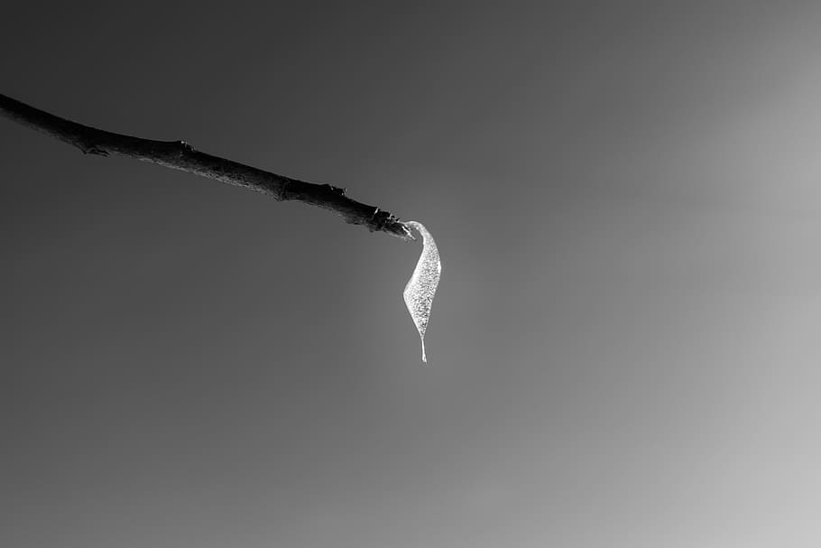 ice, tree, frozen, cold, winter, blackandwhite, water, icy HD wallpaper