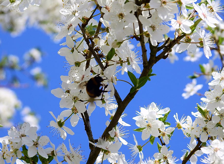 flowers, pollination, insect, nectar, nature, flowering plant HD wallpaper