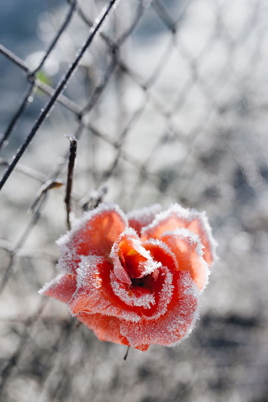 Frozen flower, closeup, flora, nature, frost, winter, ice, snow HD wallpaper