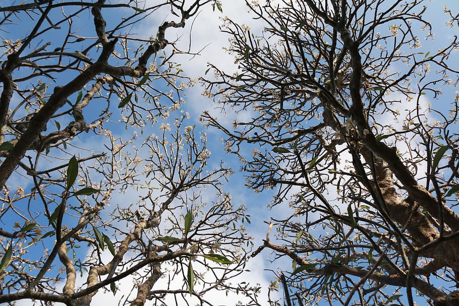 tree, garden, spring, low angle view, sky, branch, plant, no people HD wallpaper