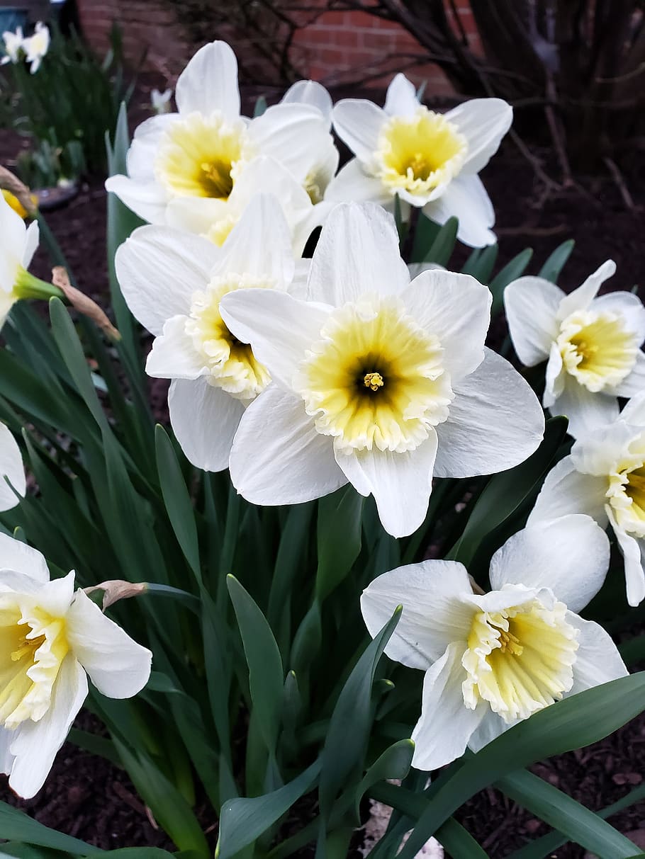 daffodil, spring, flowers, blooms, yellow, plant, blossom, daffodils HD wallpaper