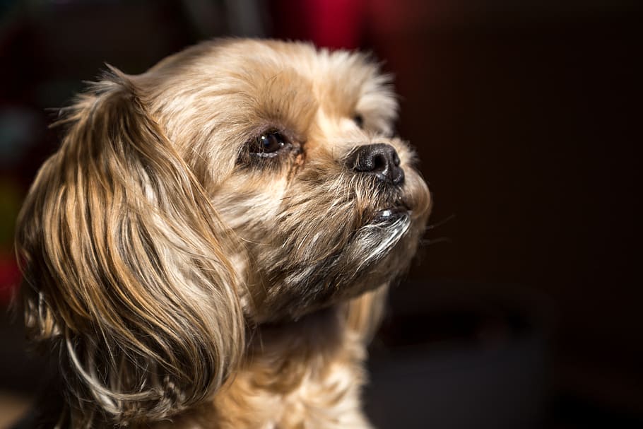 cute, dog, canine, one animal, pets, domestic, domestic animals HD wallpaper