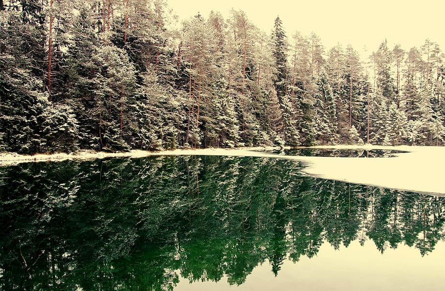 Snowcapped Trees Near Body Of Water, cold, conifer, dawn, daylight HD wallpaper