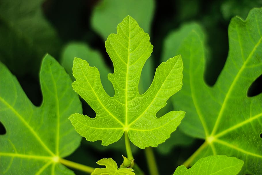 fig, leaf, leaves, plant, figs, fruits, spring, nature, green HD wallpaper