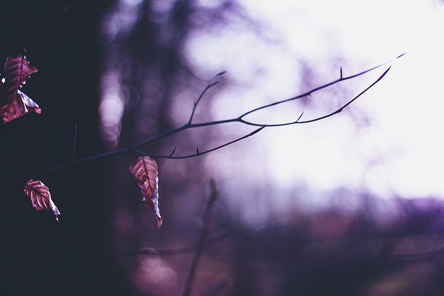 forest, leaves, tree, leafs, fall, plant, growth, beauty in nature HD wallpaper
