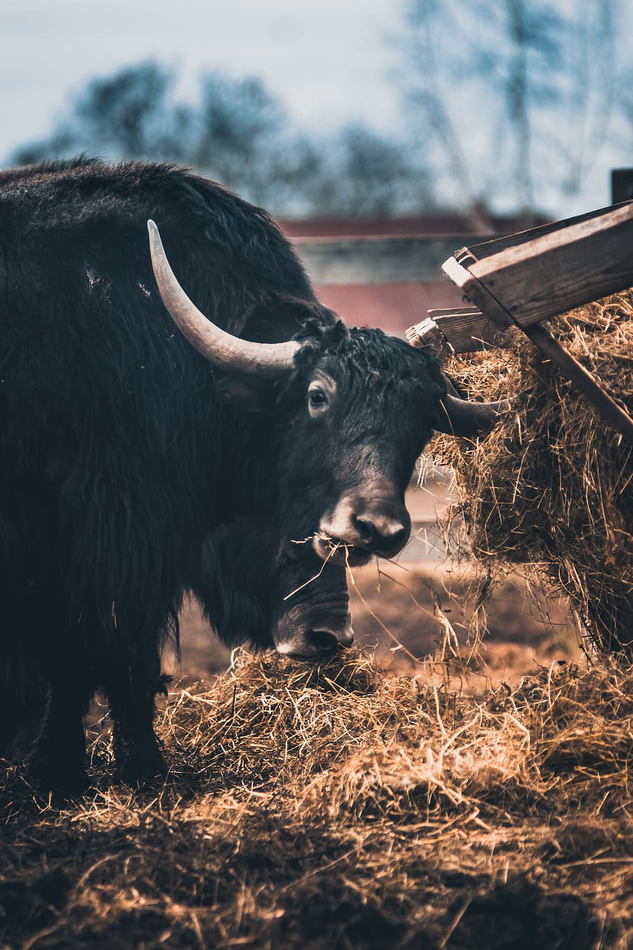 HD wallpaper: black cow near hey, cattle, mammal, animal, yak, bull,  longhorn | Wallpaper Flare