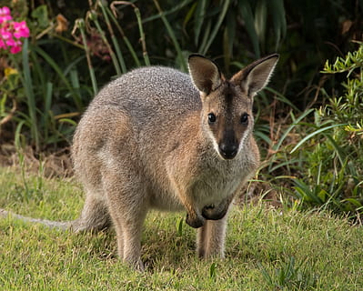 wallaby, rednecked wallaby, animal, australia, queensland, marsupial HD wallpaper