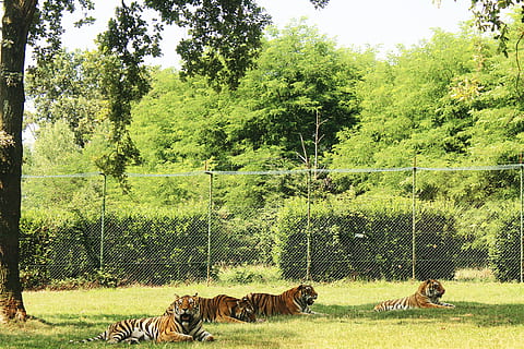 zoo, italy, bologna, nature, zoologico, safari, tiger, animal HD wallpaper