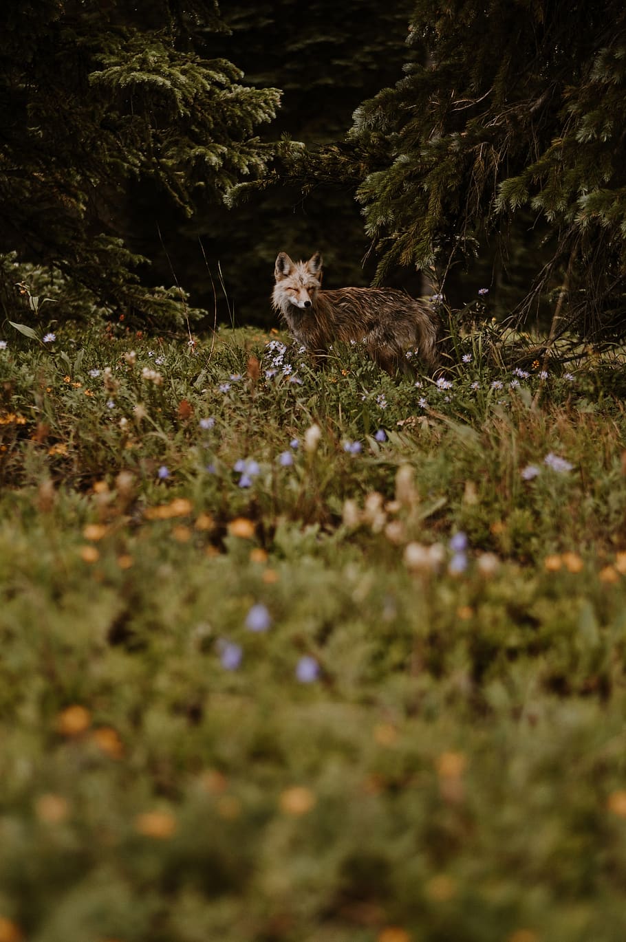 brown fox on green grass field, animal, mammal, animal themes HD wallpaper