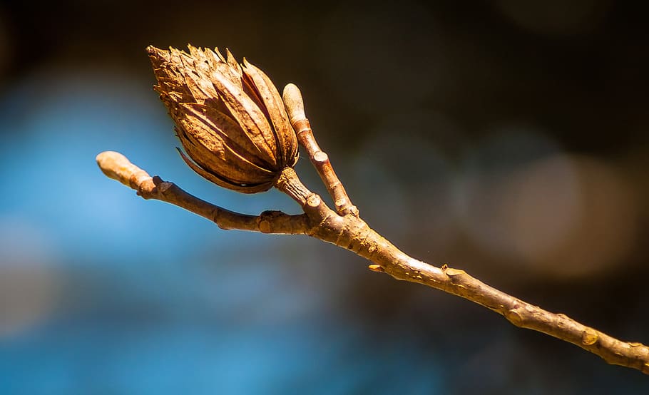 plant, dry, close, nature, flower, plants, flora, natural, bokeh HD wallpaper