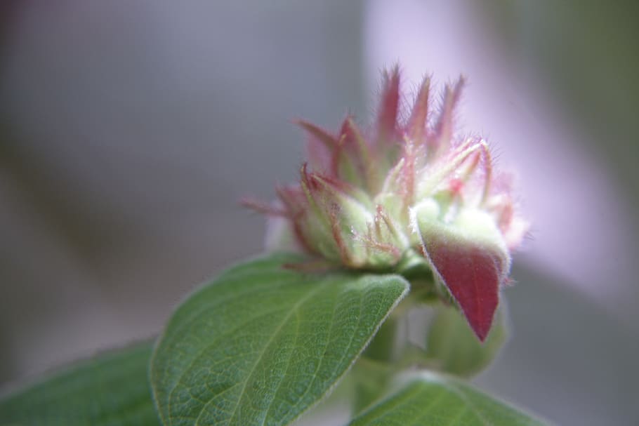 flower, cocoon, small, outbreak, plant, leaf, plant part, close-up HD wallpaper
