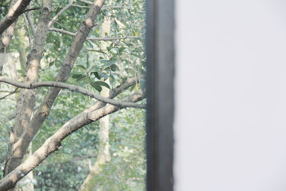 tree, plant, no people, day, nature, growth, window, outdoors HD wallpaper