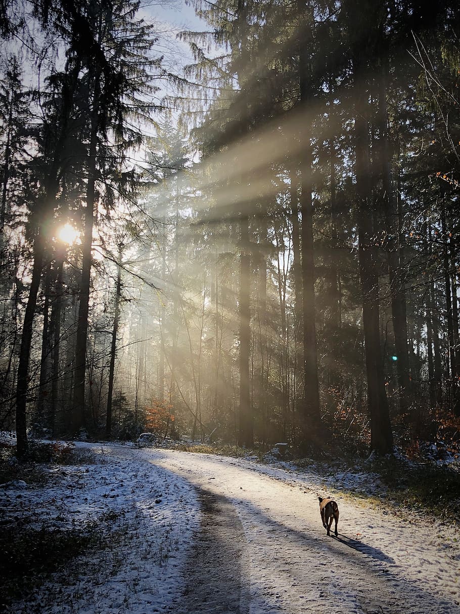 forest, backlighting, nature, sun, winter, mood, sunlight, sunbeam HD wallpaper