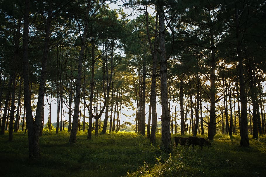 Photo of Trees and Green Grass, animals, cows, environment, evergreen HD wallpaper