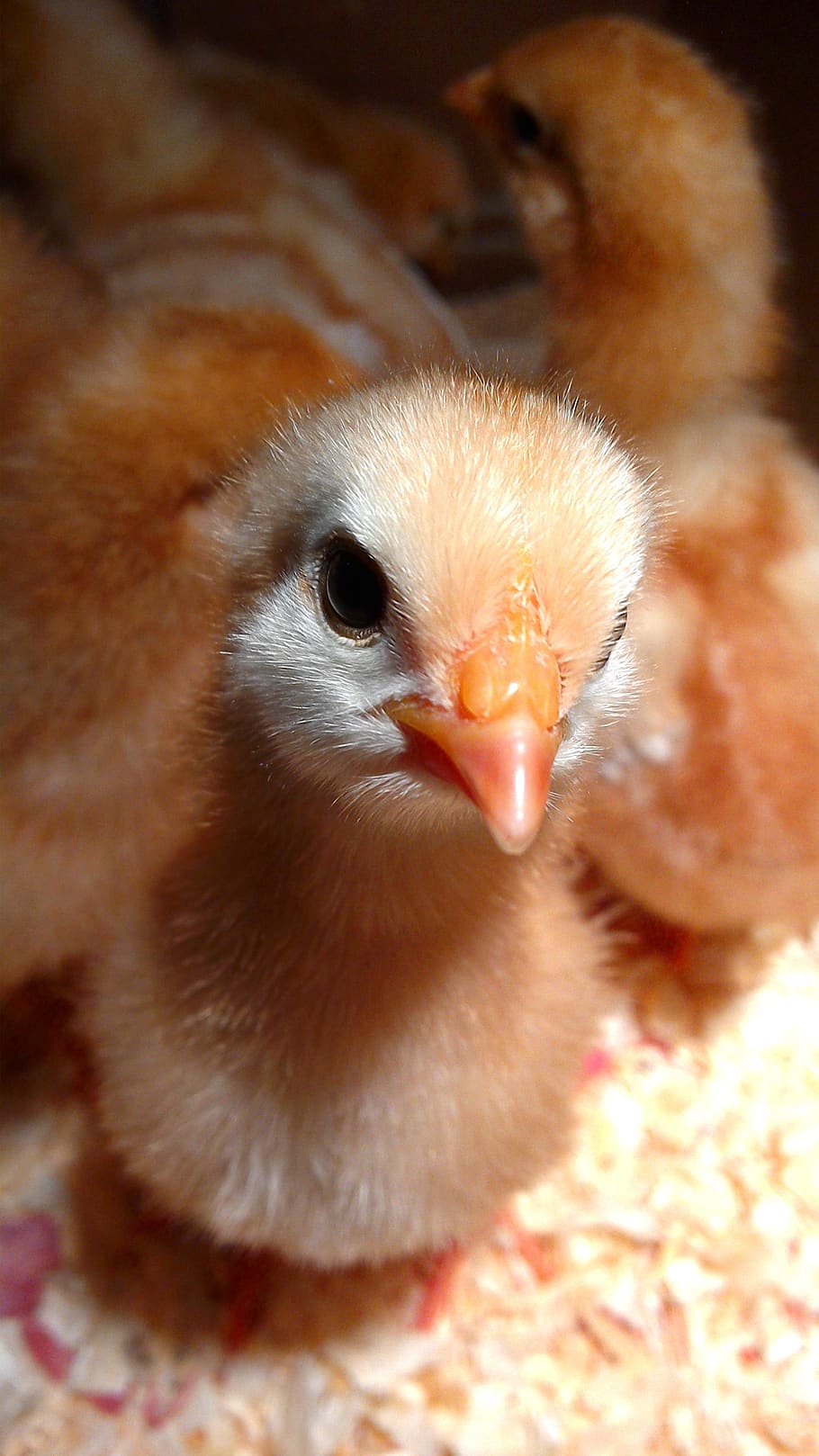 baby chicken, animal themes, bird, young bird, young animal HD wallpaper