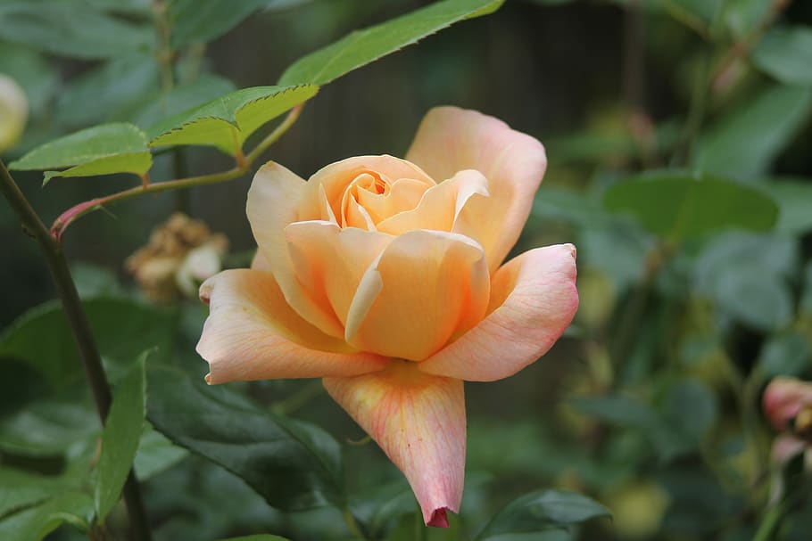 bloom, garden, rose, blossomed, petals, yellow, summer, flower HD wallpaper